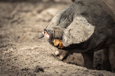 Hungry Pigs Eating Fruits In Farmland Stock Image Image Of Muddy