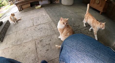 お寺で人懐っこい猫たちと雨宿り雨が止んで帰ろうとしたら猫たちが付いてきた！ ニコニコニュース