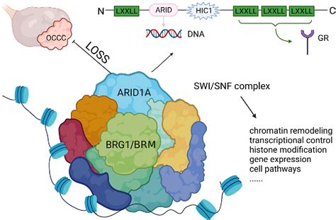 Figure From Review The Progression Of Ovarian Clear Cell Carcinoma