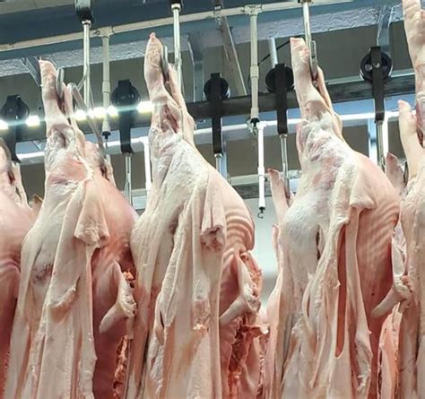 Aumenta La Producci N De Carne De Cerdo En Nicaragua Cifras