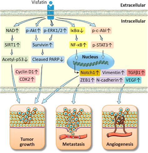 Biological Mechanisms Of Extracellular Visfatin On Breast Cancer Cells