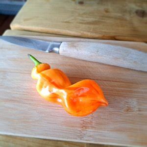 Sugar Rush Stripey 210723 .jpg | Chiliforum - Chili-Pepper.de