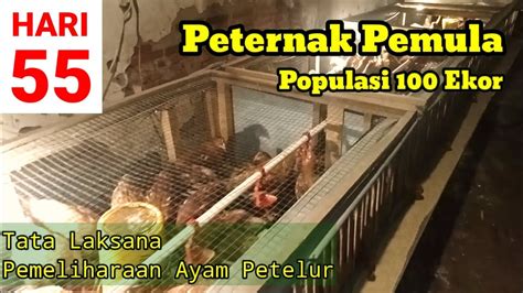 Memelihara Ayam Petelur Dari Doc Sampai Produksi Umur 55 Hari Youtube