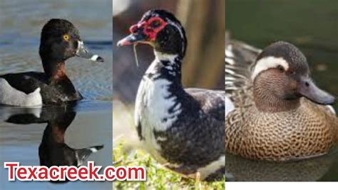 8 Types Of Ducks In Texas Texas Today