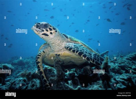 Green Sea Turtle In South China Sea Near Tioman Island Malaysia 2005