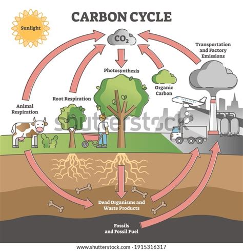 418 Carbon Cycle Diagram Images, Stock Photos & Vectors | Shutterstock