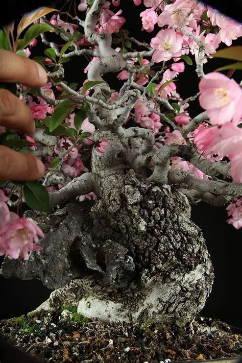 Flowering Cherry Bonsai – Few and Far Between – Stone Lantern