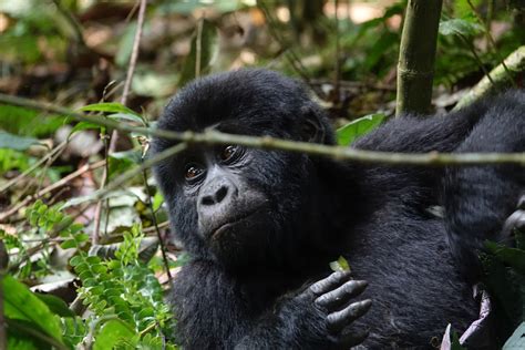 Gorilla Trekking In The Rainy Season Gorillaland Safaris