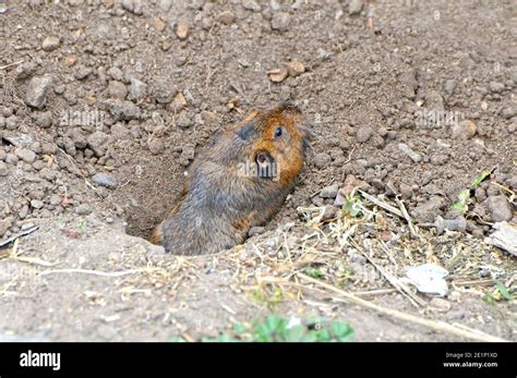 Pocket Gopher Hi Res Stock Photography And Images Alamy