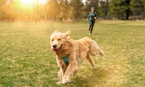 Golden Retriever Breed: Characteristics, Care & Photos | BeChewy