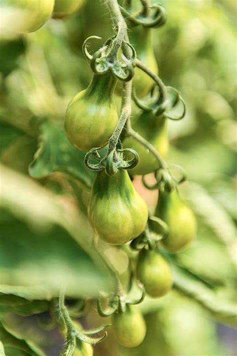 9 Amazing Tomatoes To Grow In 2024 — Salisbury Grange