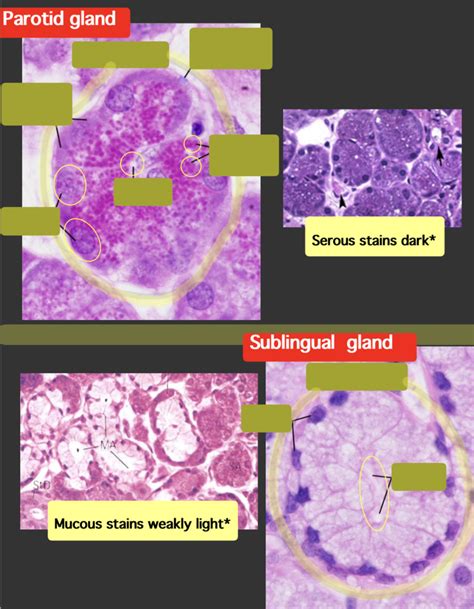 Parotid Gland Sublingual Gland Diagram Quizlet