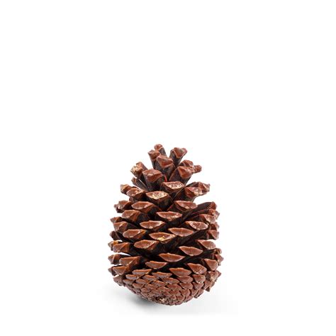 Jeffrey Pine Cone – Grayson De Vere