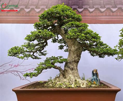 cay mai chieu thuy cay canh mang den tien tai duoc lieu chong oxy hoa