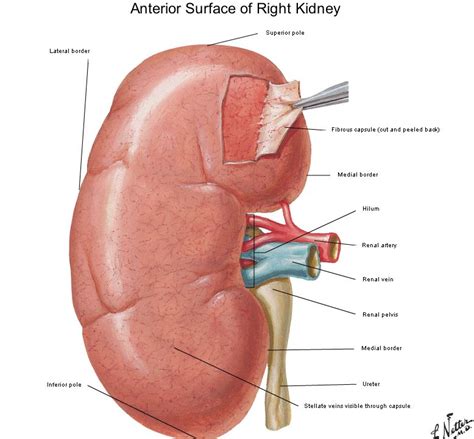 Ahmed Sadawi: Glomerulo-nephritis : Kidney Anatomy