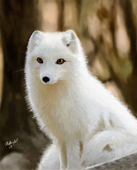 Arctic Fox [Ref Drawing] by TKH-Arts on DeviantArt