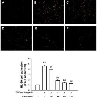 Effect of AP on TNF α induced adhesion of HL 60 cells to HUVEC