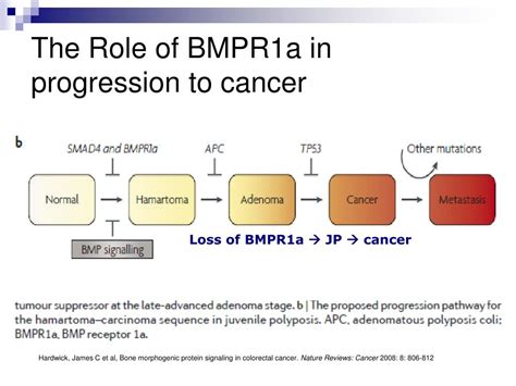 Ppt Bmp Receptor 1a And Juvenile Polyposis Syndrome Powerpoint