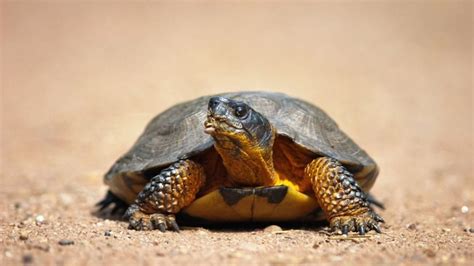 Painted Turtle Lifespan: How Long Painted Turtles Live? – The Turtle Hub