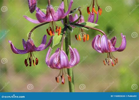 Amazing Purple Flowers Hang Like A Garland Or Chandelier Stock Photo