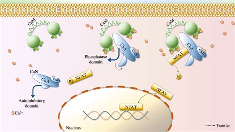 Brief Schematic Diagram Of Ca2cannfat Signalling Pathway Each