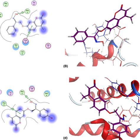 Effect Of Compound 4b On DNA Ploidy Flow Cytometric Analysis Of MCF7