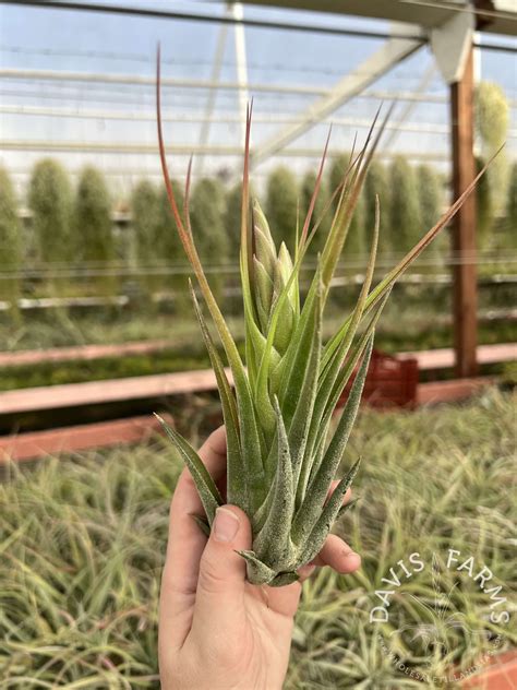Tillandsia seleriana x circinnatoides - Davis Farms Wholesale Tillandsias