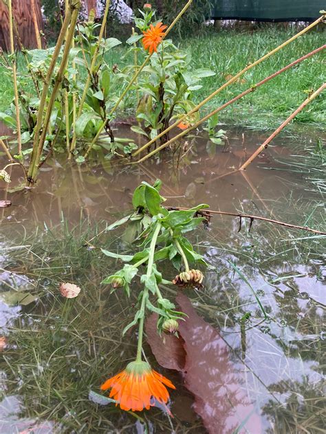 Orcas Island Resident Contemplates Disappearing as Final Solution to ...
