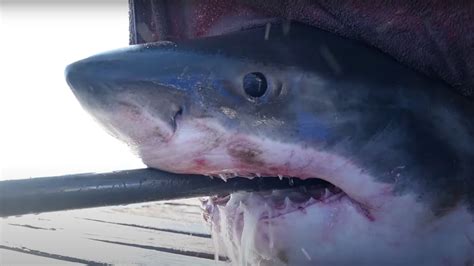 Meet Scot The 1 600 Pound Great White Shark Swimming Off Floridas