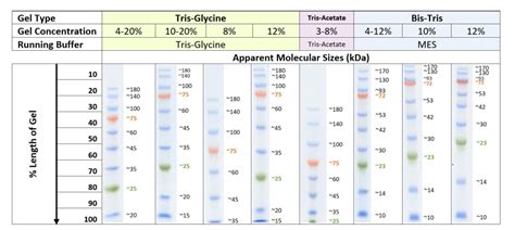 Protein Ladder Western Blot Tereju