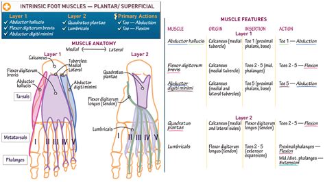 BMS Anatomy Superficial Plantar Foot Muscles Draw It To Know It