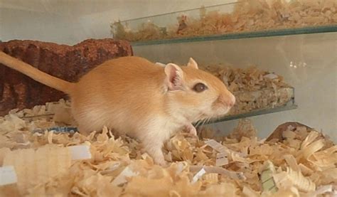 Gerbil Genetics – Rodent Zone