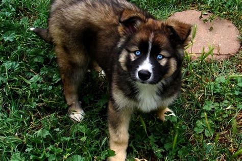 Top Black Husky Mixed With German Shepherd You Need To Know