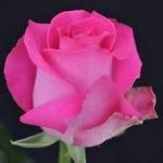 Topaz Hot Pink Gardens America