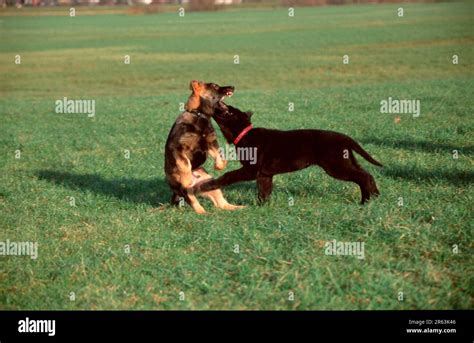 German Shepherd Dogs Puppies 3 Months Alsatian Stock Photo Alamy