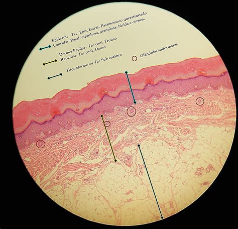 Histologia Veterinária II resumos 2013