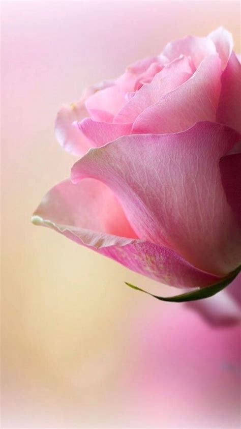 Pin By Елена On фотофоны Beautiful Flowers Photography Rose Flower Wallpaper Beautiful Rose