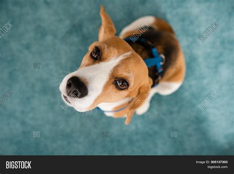 Guilty Dog. Beagle Dog Image & Photo (Free Trial) | Bigstock