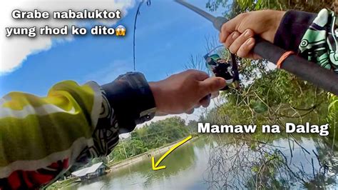 Baluktot Ang Rhod Ko Dito Sa Mamaw Na Dalag Snakehead Fishing Frog