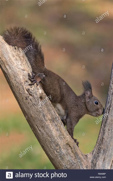 Sciurus Vulgaris Linnaeus Hi Res Stock Photography And Images Alamy