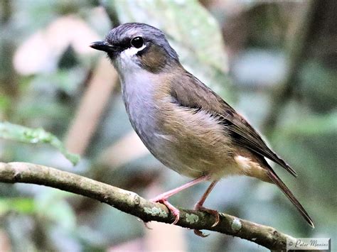Grey-headed Robin