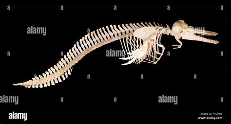 Skeleton Of Dolphin Isolated Over Black Background Stock Photo Alamy