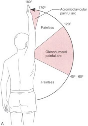 Shoulder Examination Flashcards Quizlet