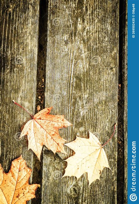 Yellow Autumn Leaves On Wood As Nature Background Stock Image Image