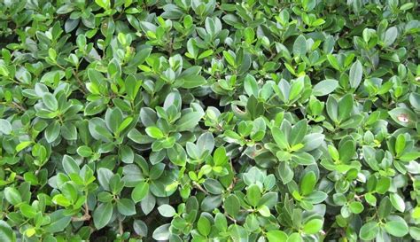 Ficus Benjamina Emerald Standard 3ft 10 Pot Hello Hello Plants