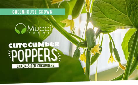 Mucci Poppper Cucumber 9oz Grocery And Gourmet Food