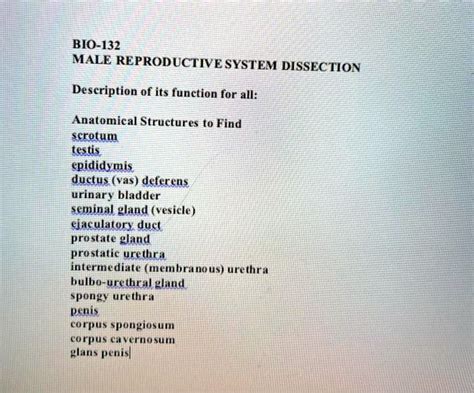 Solved Bio 132 Male Reproductive System Dissection Description Of Its Function For All