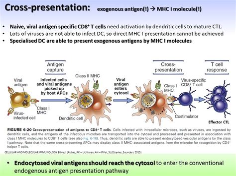 Cross Presentation Immunology