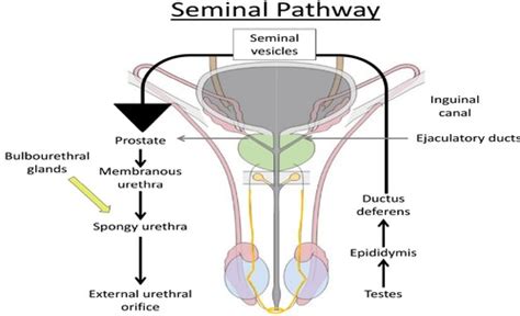 Cm Male Gu Anatomy Flashcards Quizlet