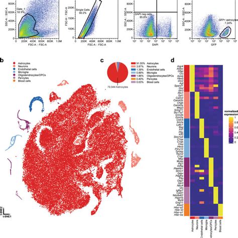 Neuroinflammatory Astrocyte Subtypes In The Mouse Brain Request Pdf